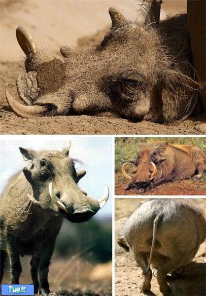 زشت‌ترین حیوانات جهان