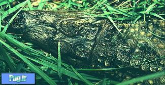 تمساح Caiman crocodilus