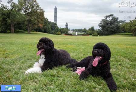 امضای سگ های خانواده اوباما 