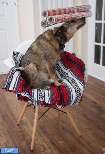 هنرمند ترین سگ دنیا 
