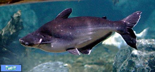 ماهی پنگوسی (پانگاسیوس)