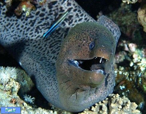 وحشتناک‌ترین موجودات زیر آب 