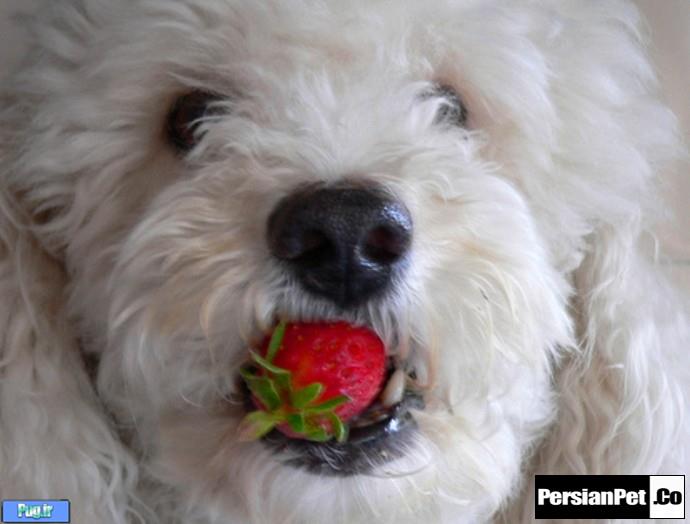 تمشک، رازبری (Raspberries)  برای سگ ها 