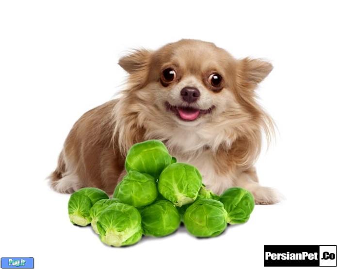 سبزیجاتی که برای سگها مناسب می باشند.