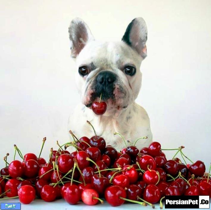 تمشک، رازبری (Raspberries)  در سگ ها 