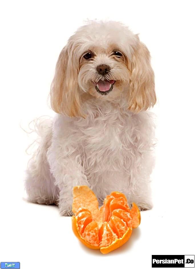 پرتقال در غذای سگ ها 