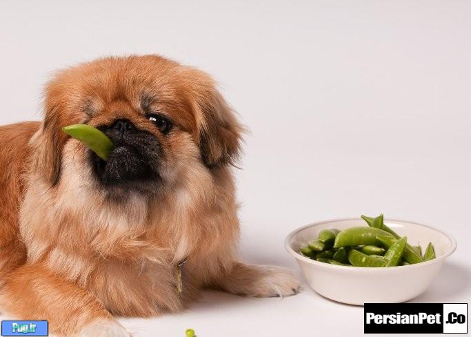 نخود سبز (نخود فرنگی) در غذای سگ ها 