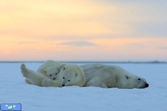 تصاویر شگفت انگیز از خرس های قطبی 
