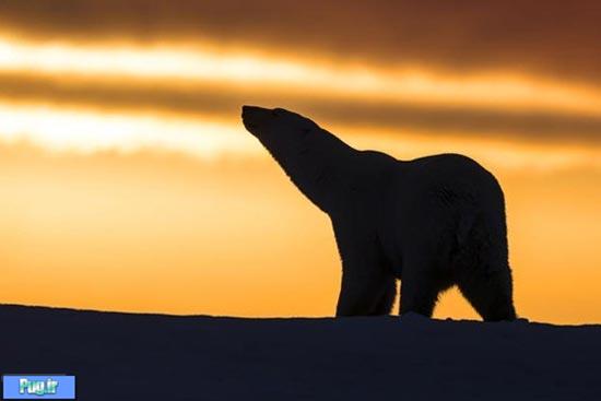 تصاویر شگفت انگیز از خرس های قطبی 