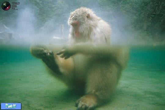 زندگی روزانه میمون های برفی در ژاپن