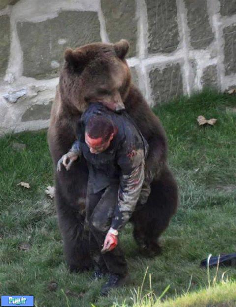 حمله خرس وحشی به انسان