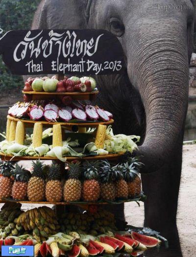  روز ملی فیل ها در تایلند 