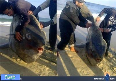 صید ماهی عجیب در ساحل غزه