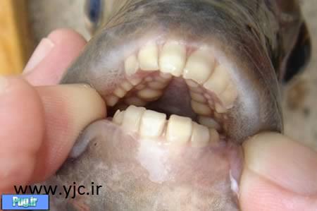6 دندان باورنکردنی در حیوانات 