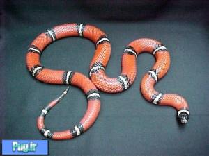 نگهداری از مار سینالوان میلک (Sinaloan Milk Snake)