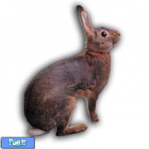 نگهداری از خرگوش وحشی بلژیکی (Belgian Hare)
