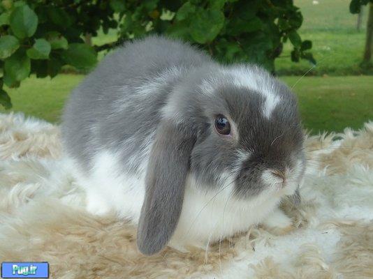 معرفی و نگهداری خرگوش مینی لوپ (Mini Lop Rabbit)