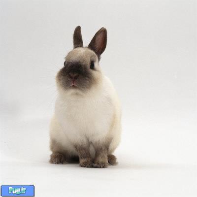 خرگوش کوتوله هلندی (Netherland Dwarf)