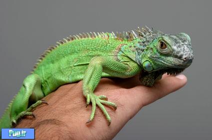 ایگوانا به عنوان حیوان خانگی (Green Iguana)
