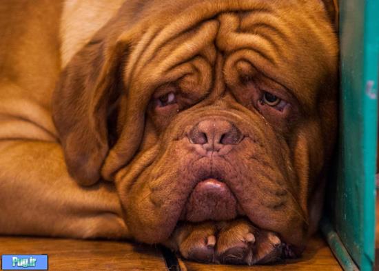 غمگین ترین سگ دنیا 