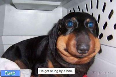 عکس زمانی که زنبور سگ ها را نیش میزند 