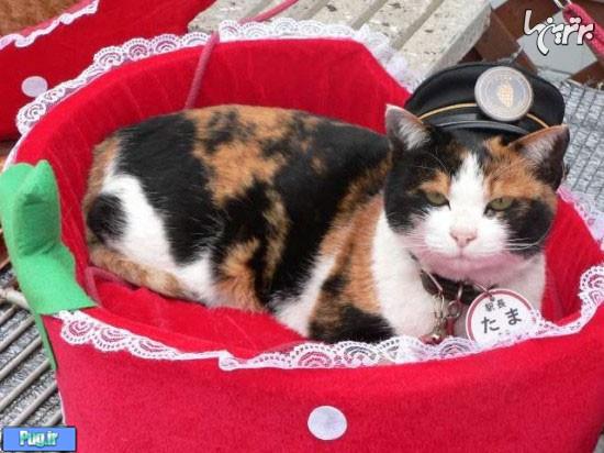 گربه جاذبه توریستی ژاپن است!