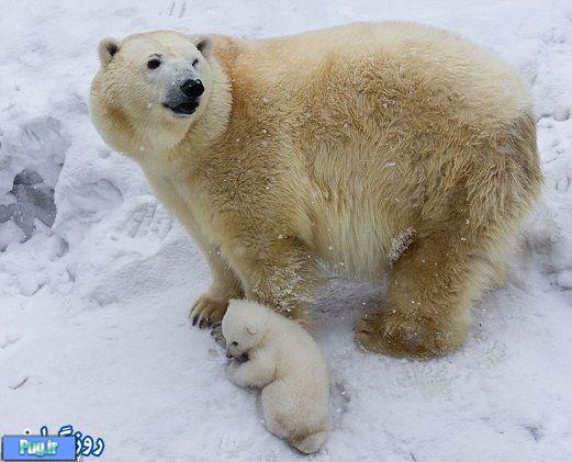 بچه دارس خرس قطبی