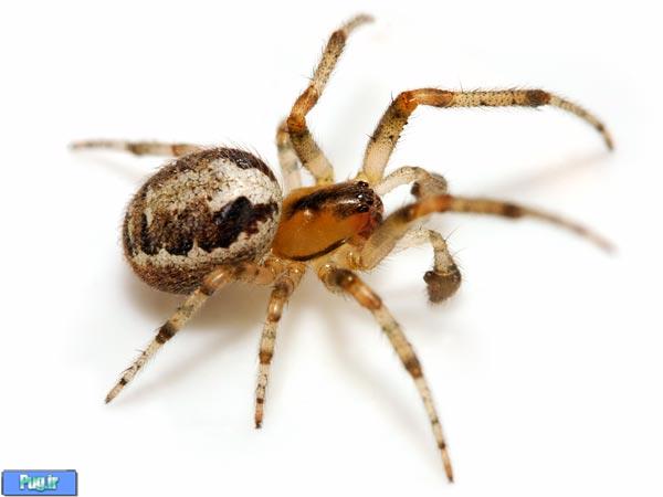  حشرات و عنکبوت ها به عنوان حیوان خانگی