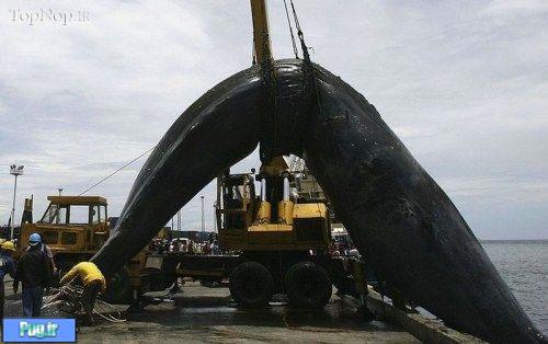 تشییع جنازه یک نهنگ در فیلیپین 