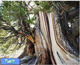 قدیمی ترین درخت دنیا 