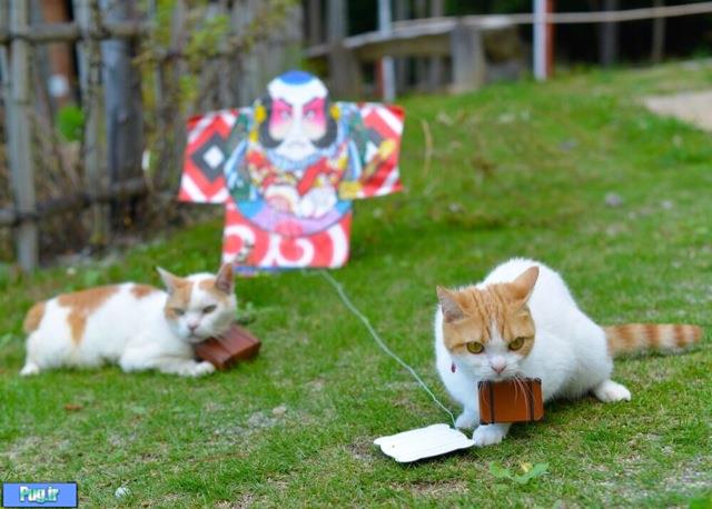این گربه ها ژاپن را به شما معرفی میکنند 