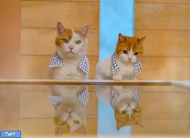 این گربه ها ژاپن را به شما معرفی میکنند 