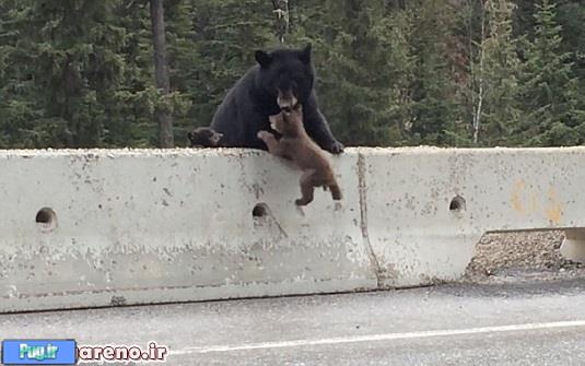   نجات بچه خرس  