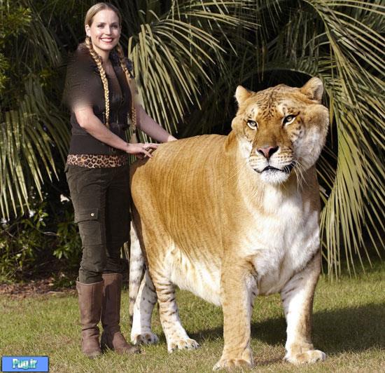 بزرگ‌ترین گربه‌سان جهان