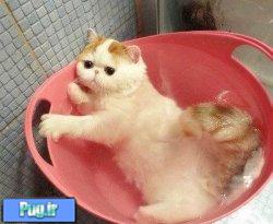 چگونه گربه خود را حمام کنید