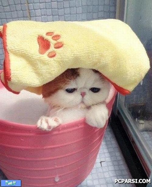 چگونه گربه خود را حمام کنید