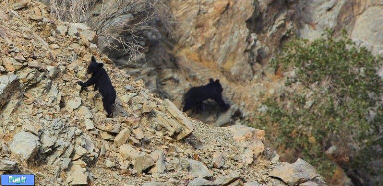 خطر انقراض گریبان خرس یقه‌دار را گرفت