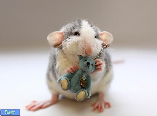 نقش مهم سبیل برای موش‌ها 
