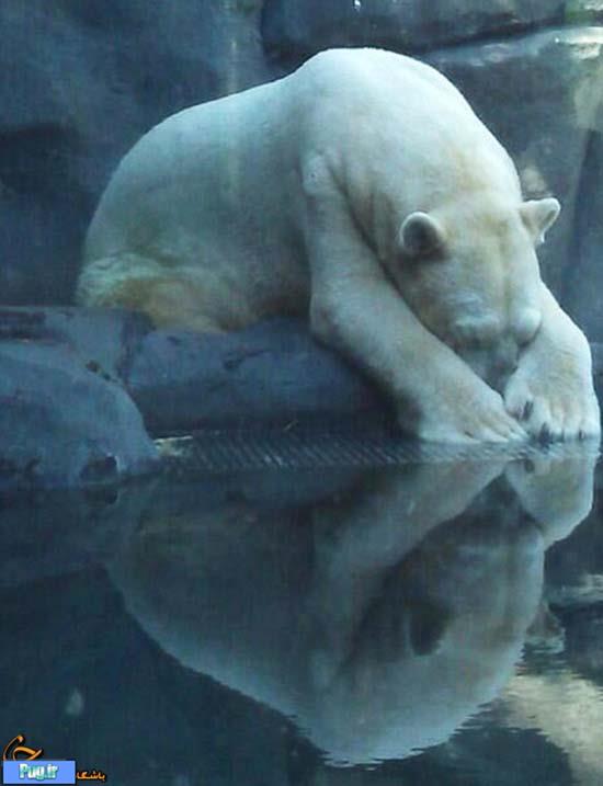 افسردگی خرس قطبی 