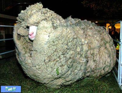 گوسفند فراری رکورد زد