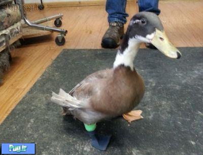 پای مصنوعی برای اردک 
