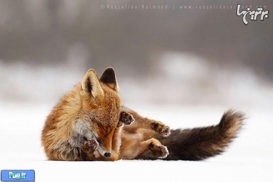 روباه های وحشی اما زیبا 