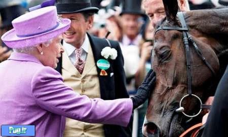 اسب دوپینگی ملکه انگلیس! +عکس