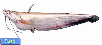  گربه ماهي به نام White Sheatfish