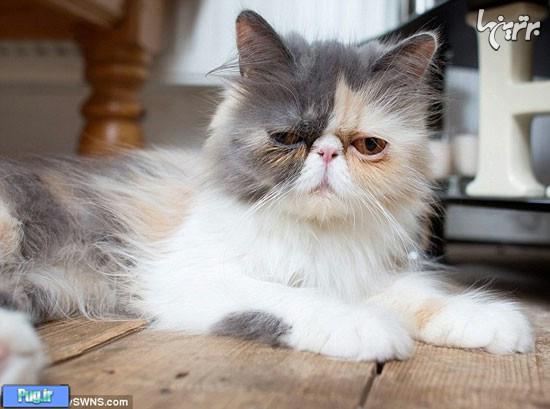 غمگین‌ترین گربه بریتانیا، سوژه روز دنیا!