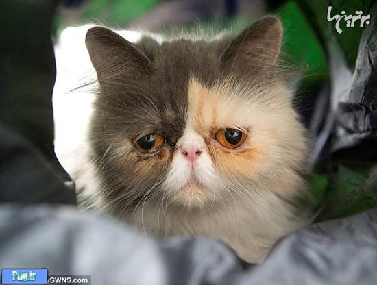 غمگین‌ترین گربه بریتانیا، سوژه روز دنیا!