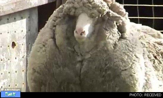 پشمالوترین گوسفند جهان