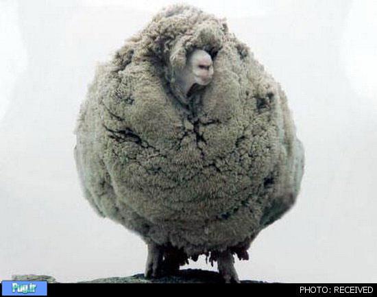 پشمالوترین گوسفند جهان