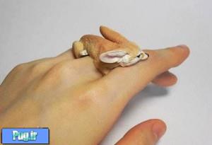 انگشتر هایی برای دوست داران حیوانات