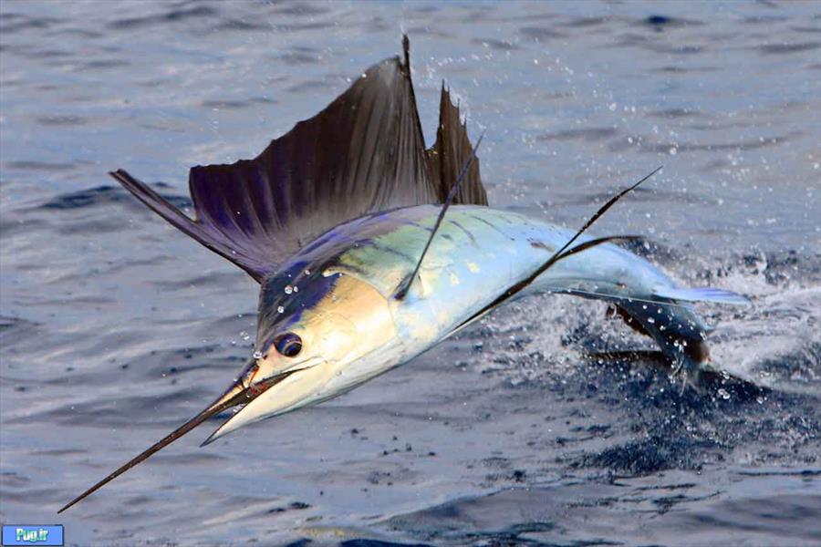 شمشیر ماهی